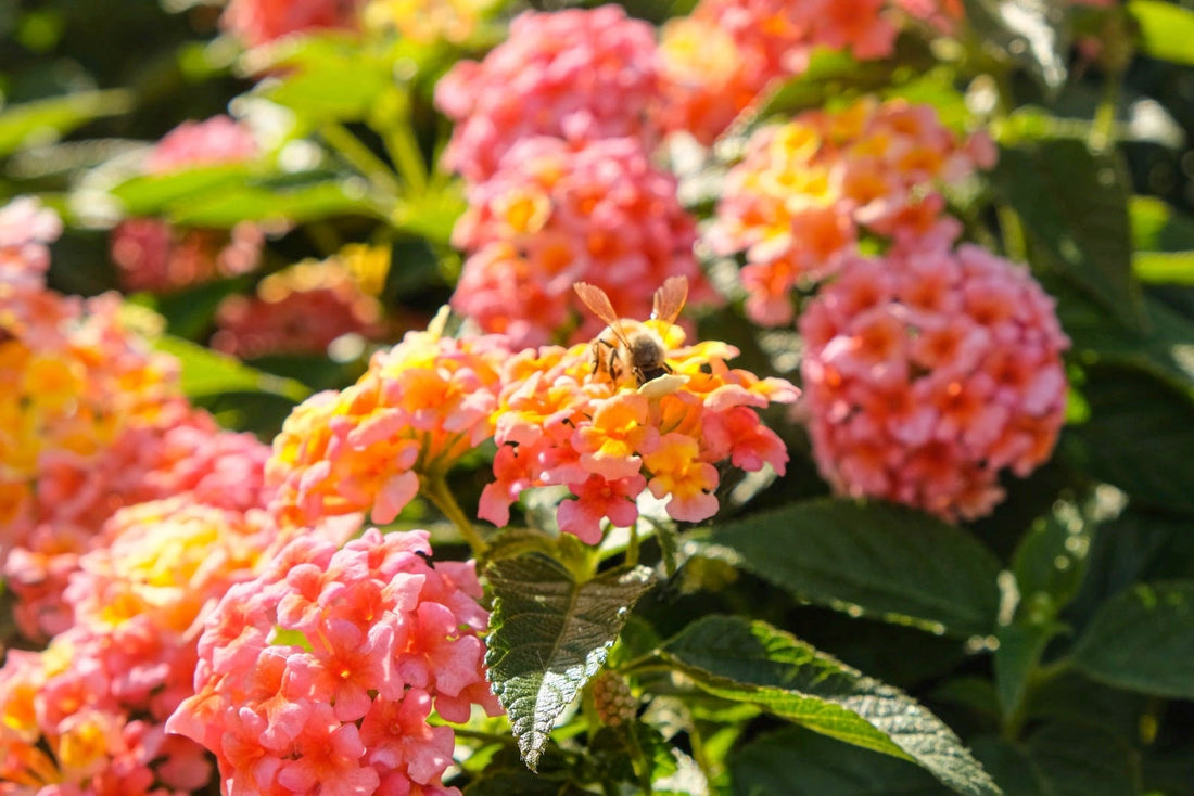 The Best Flowers for Your Pollinator Garden